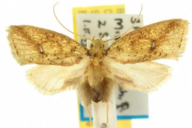 Azaleodes fuscipes