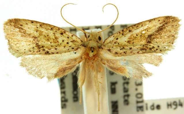 Azaleodes megaceros