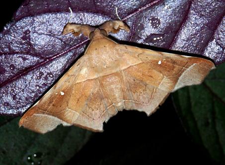 Episparis angulatilinea