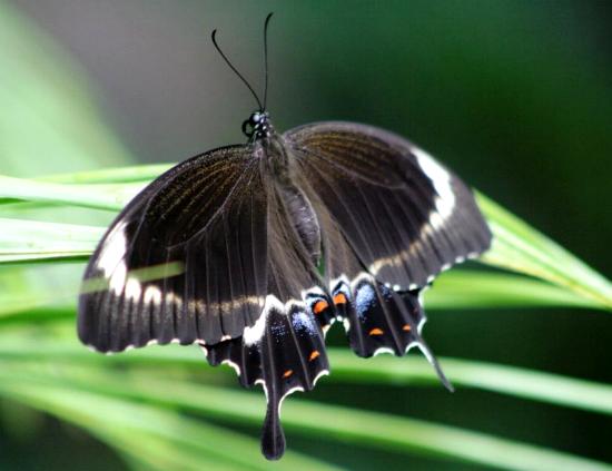 Papilio fuscus