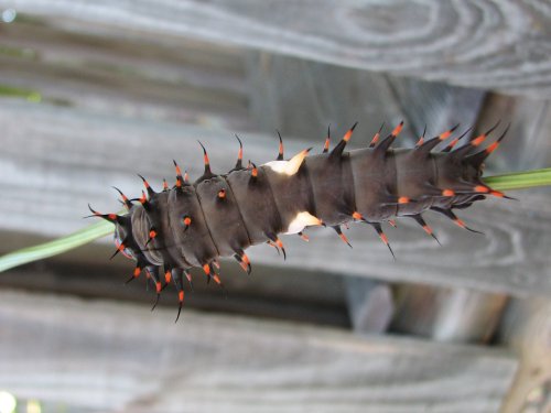 Ornithoptera priamus