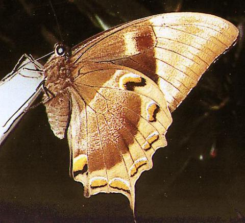 Papilio ulysses