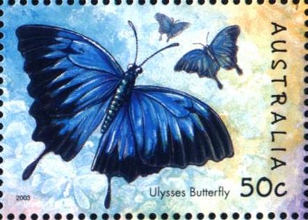 Papilio ulysses