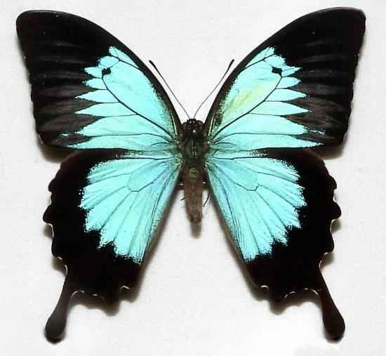 Papilio ulysses