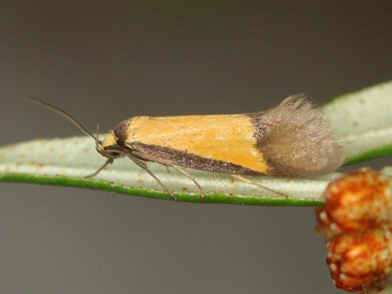 Philobota ancylotoxa