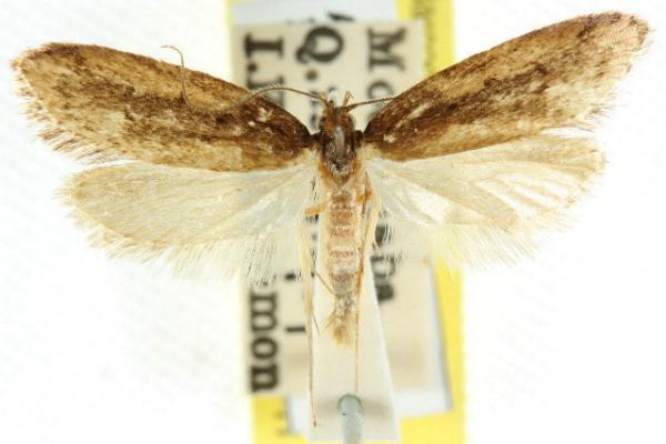 Philobota angustella