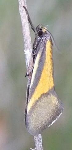 Philobota arabella