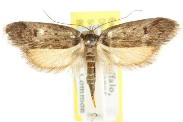 Philobota auxolyca