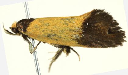 Echinocosma catachrysa