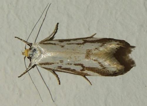 Philobota cretacea