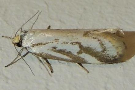 Philobota cretacea