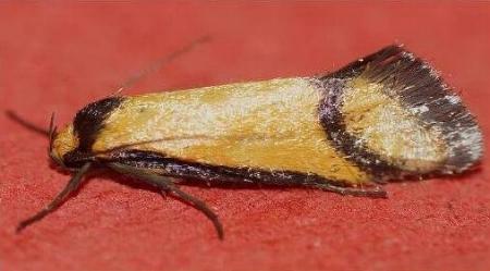 Isomoralla curriculata
