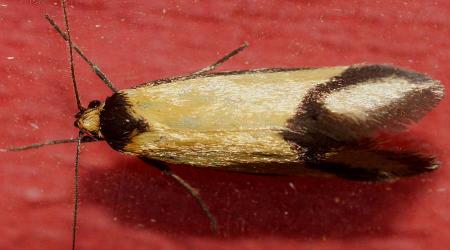 Isomoralla curriculata