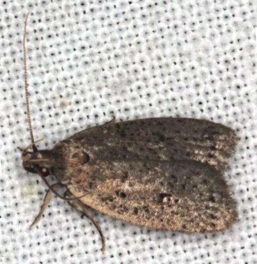 Philobota erebodes