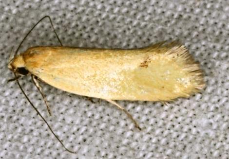 Telocharacta hemicroca