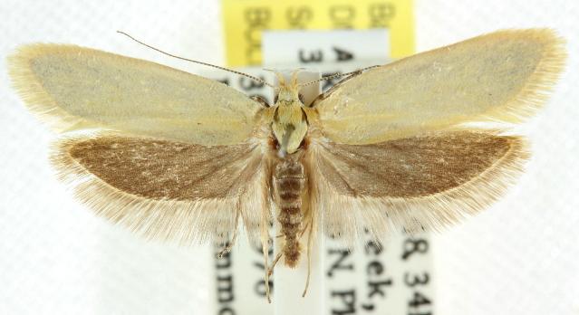 Telocharacta hemicroca