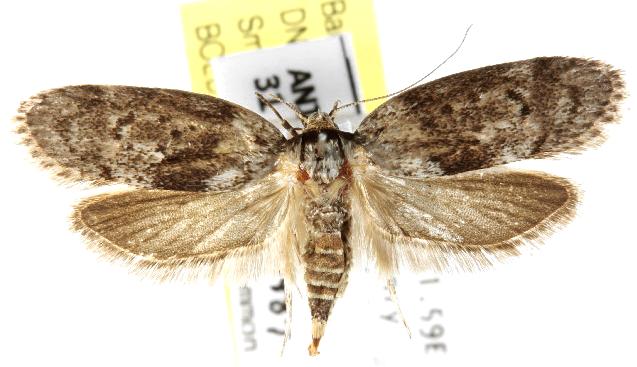 Philobota heptasticta