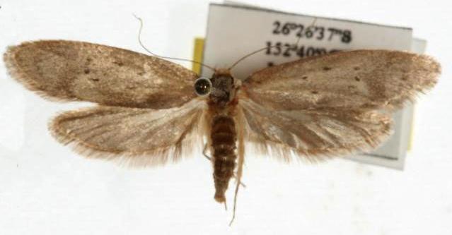 Philobota laxeuta