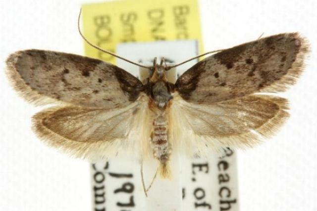 Philobota mathematica