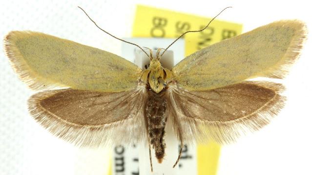 Telocharacta metachroa