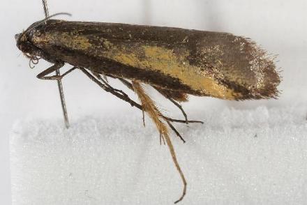 Philobota olympias