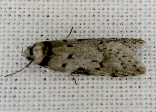 Philobota pedetis