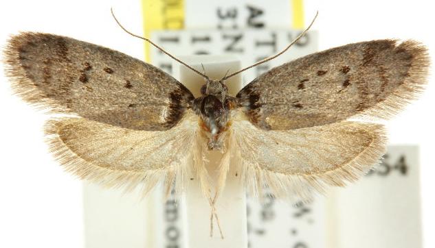 Philobota pedetis