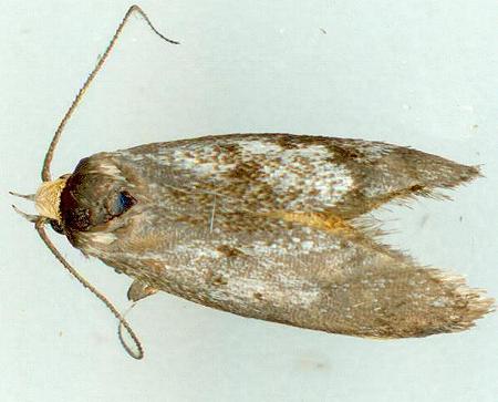 Isomoralla philotherma
