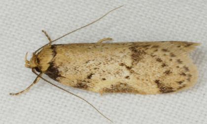 Haplodyta polybotrya