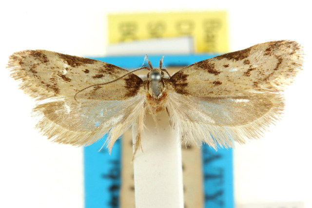 Haplodyta polybotrya