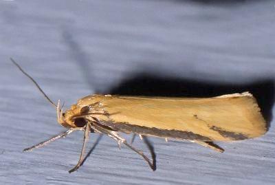 Philobota protecta
