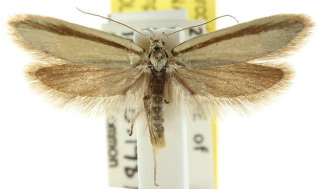 Palimmeces pseudomorpha