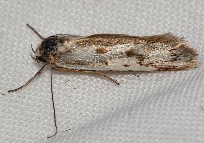 Prodelodes samphoras