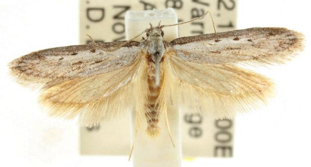 Diplogephyra sciophanes