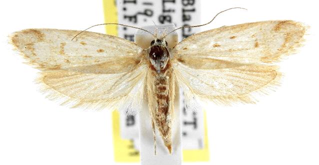 Philobota scitula