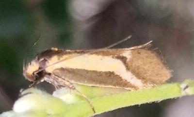 Philobota strigatella