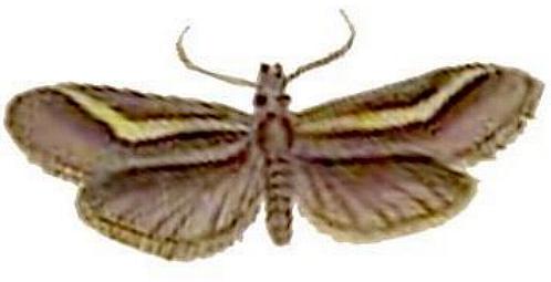 Philobota strigatella