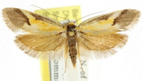Philobota strigatella