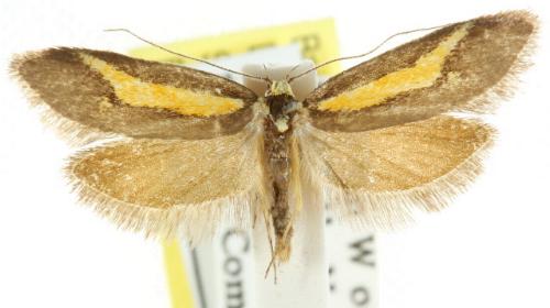 Philobota strigatella