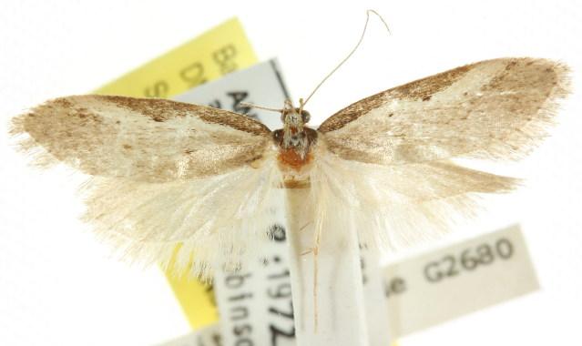 Philobota thiogramma