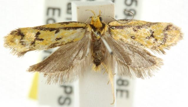 Philobota xanthastis