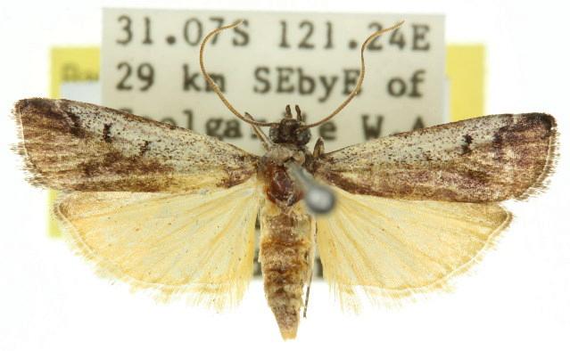 Creobota apodectum
