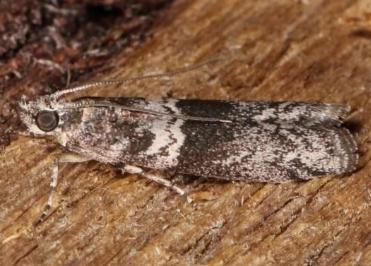 Tylochares cosmiella