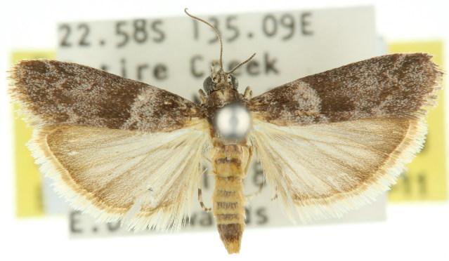 Tylochares cosmiella