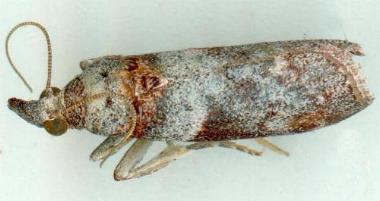 Calguia deltophora