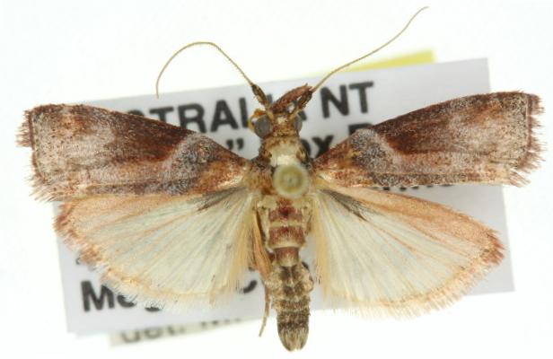 Calguia deltophora