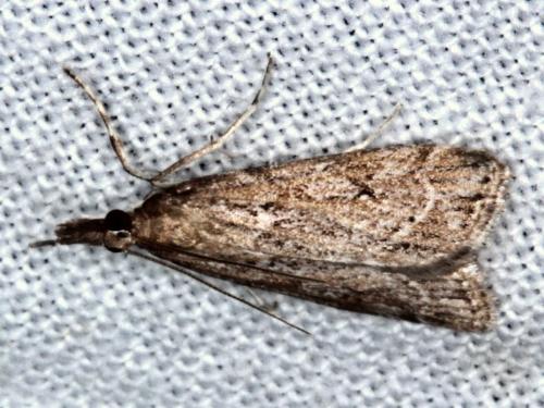 Vinicia gypsopa