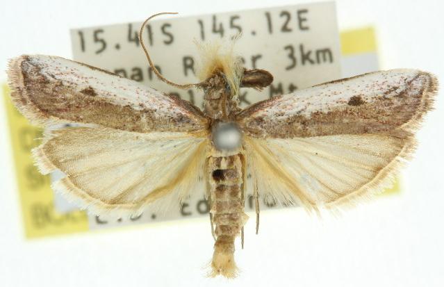 Barbifrontia hemileucella