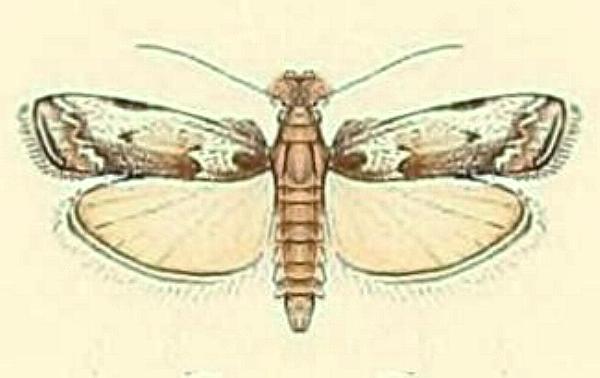 Barbifrontia hemileucella
