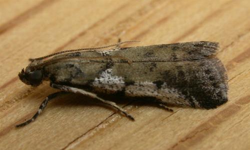 Assara holophragma